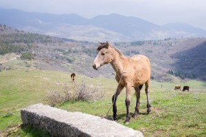 Georgia2015_02_Mtskheta&NarikalaFortress_015