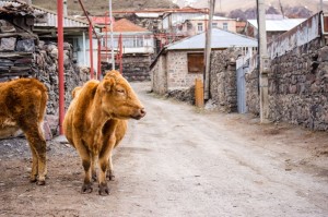 Georgia2015_03_Kazbegi_076