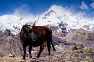 Georgia2015_03_Kazbegi_097