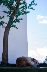 Georgia2015_03_Kazbegi_106b