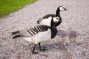 Sweden_Stockholm_165