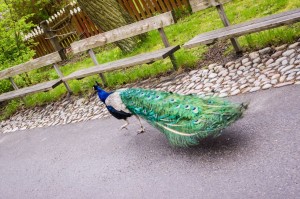 Sweden_Stockholm_178